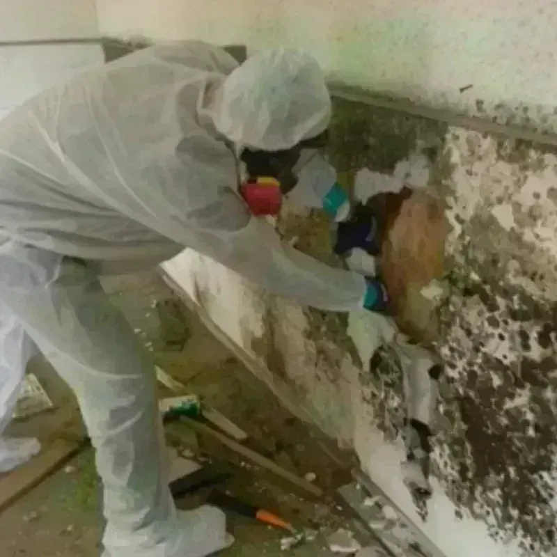 Mold Remediation and Removal in Lincoln, MA